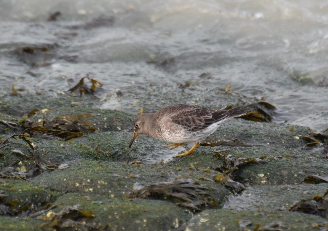 Paarse strandloper