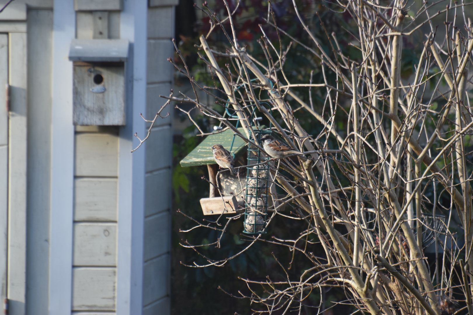 Mussen in de tuin