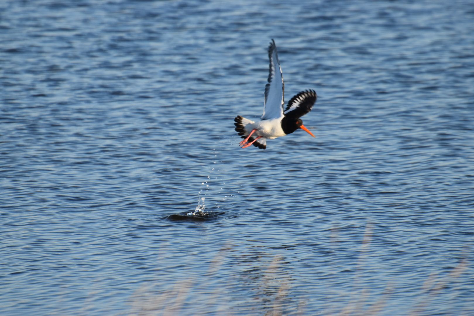 Vogels kijken in de Schelde delta