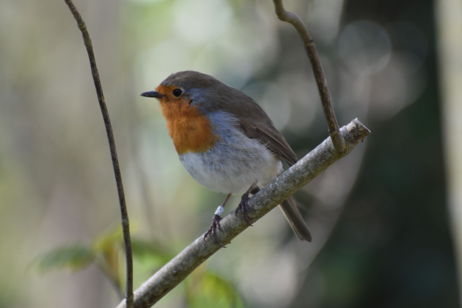 Vogelgeluiden