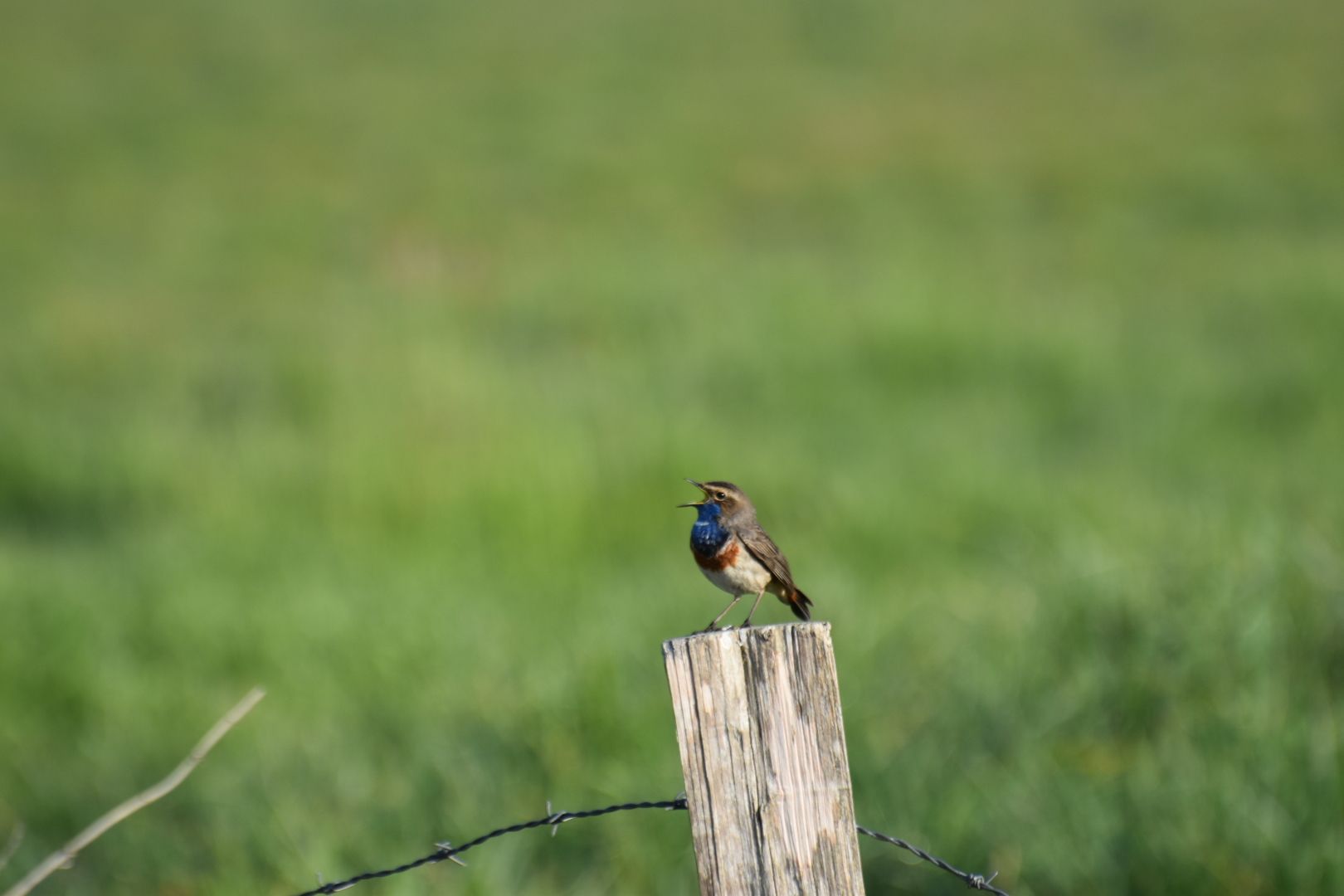 Blauwborst tijd