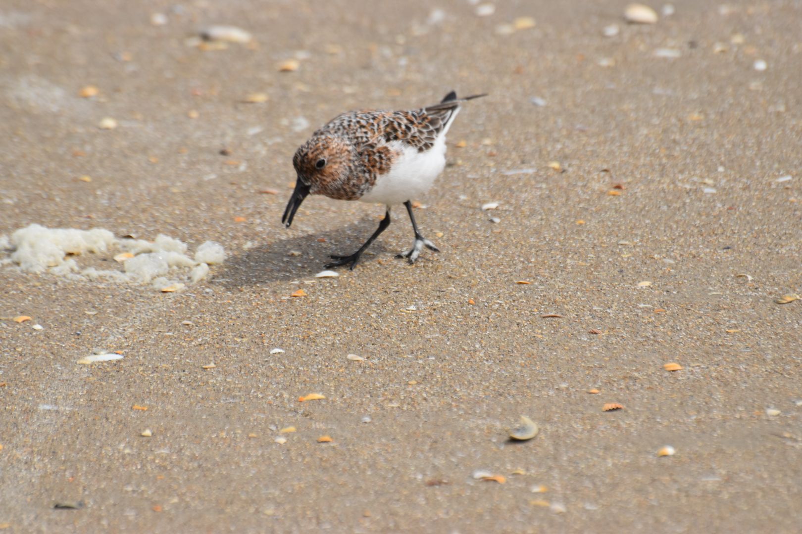 Drieteenstrandloper