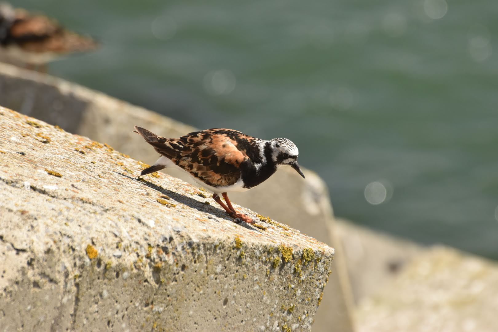 Broedzorg en vertrek wadvogels