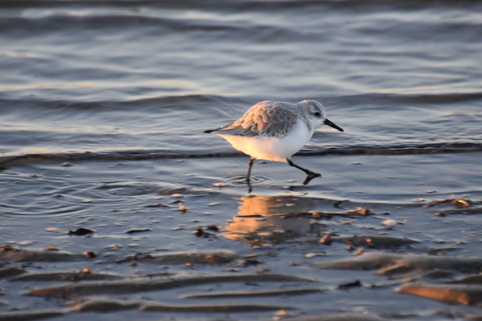 Drieteenstrandlopers op trek