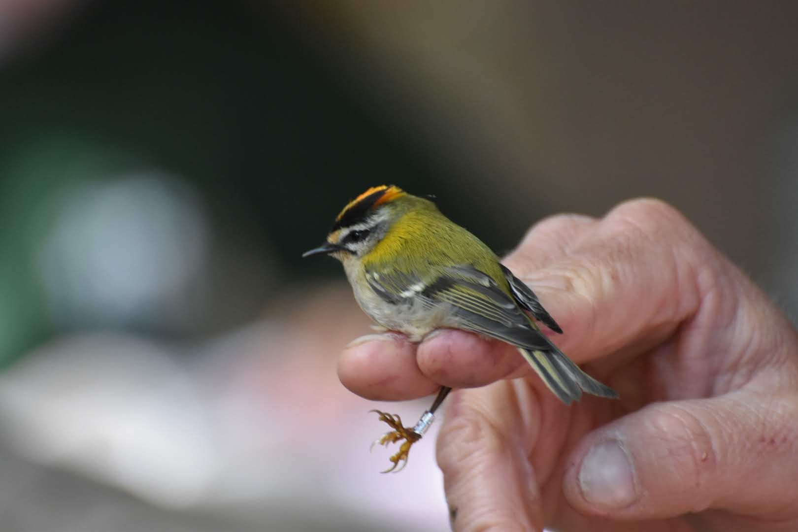 Vogels ringen in het Zwin 2022