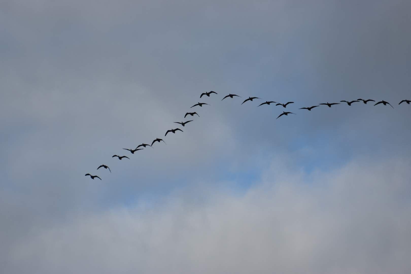 Hoe vliegen vogels op trek