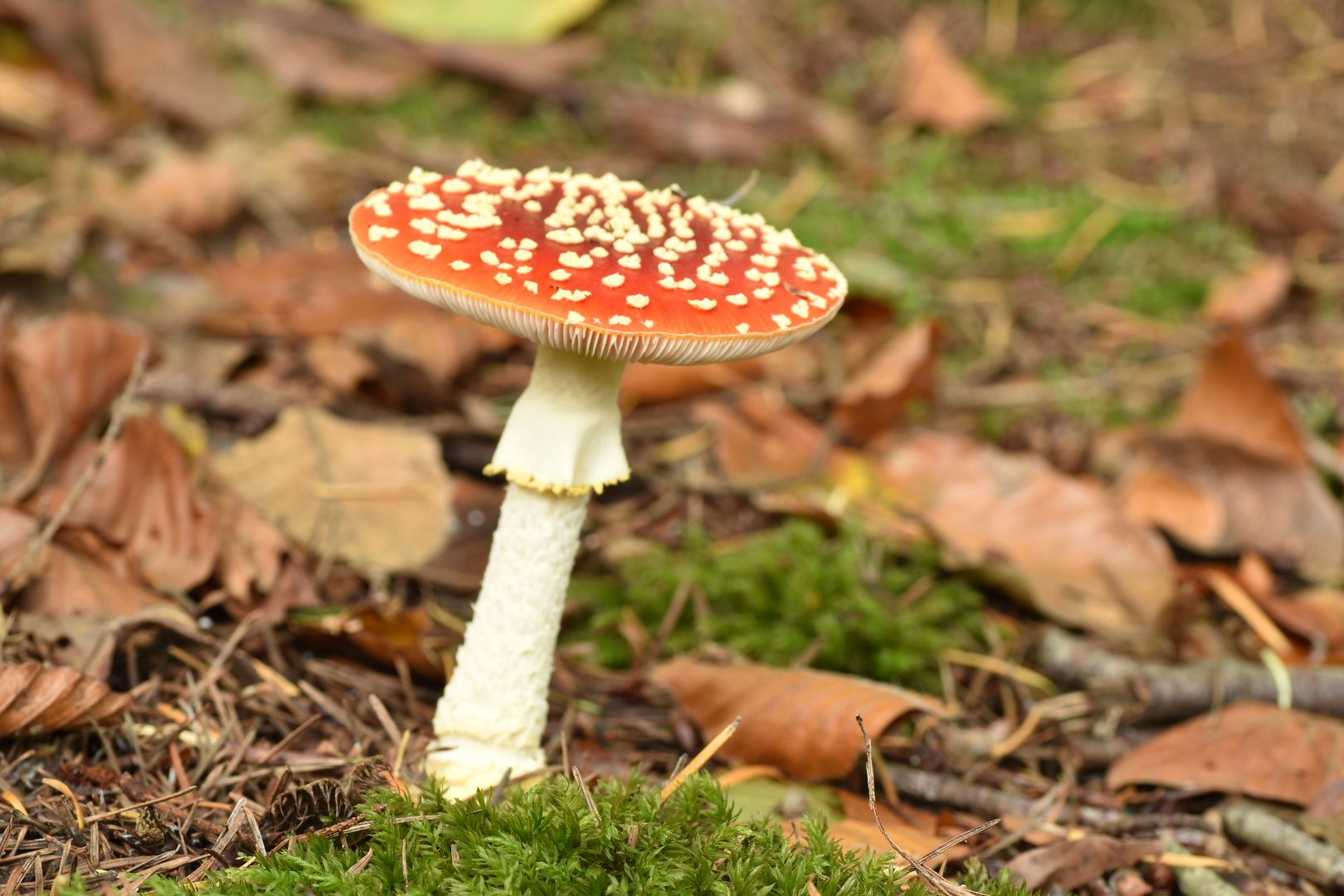 Paddenstoelen