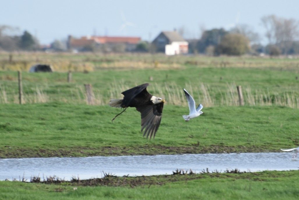 Amerikaan in de polders