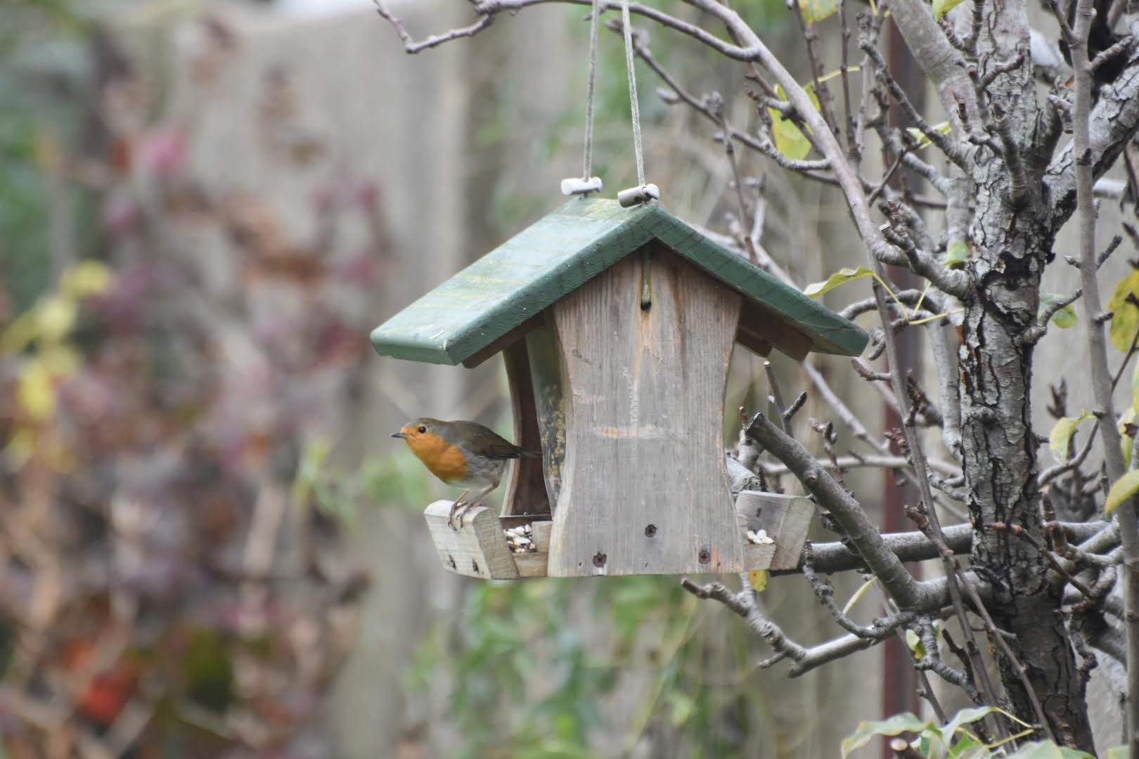 Vogels voederen