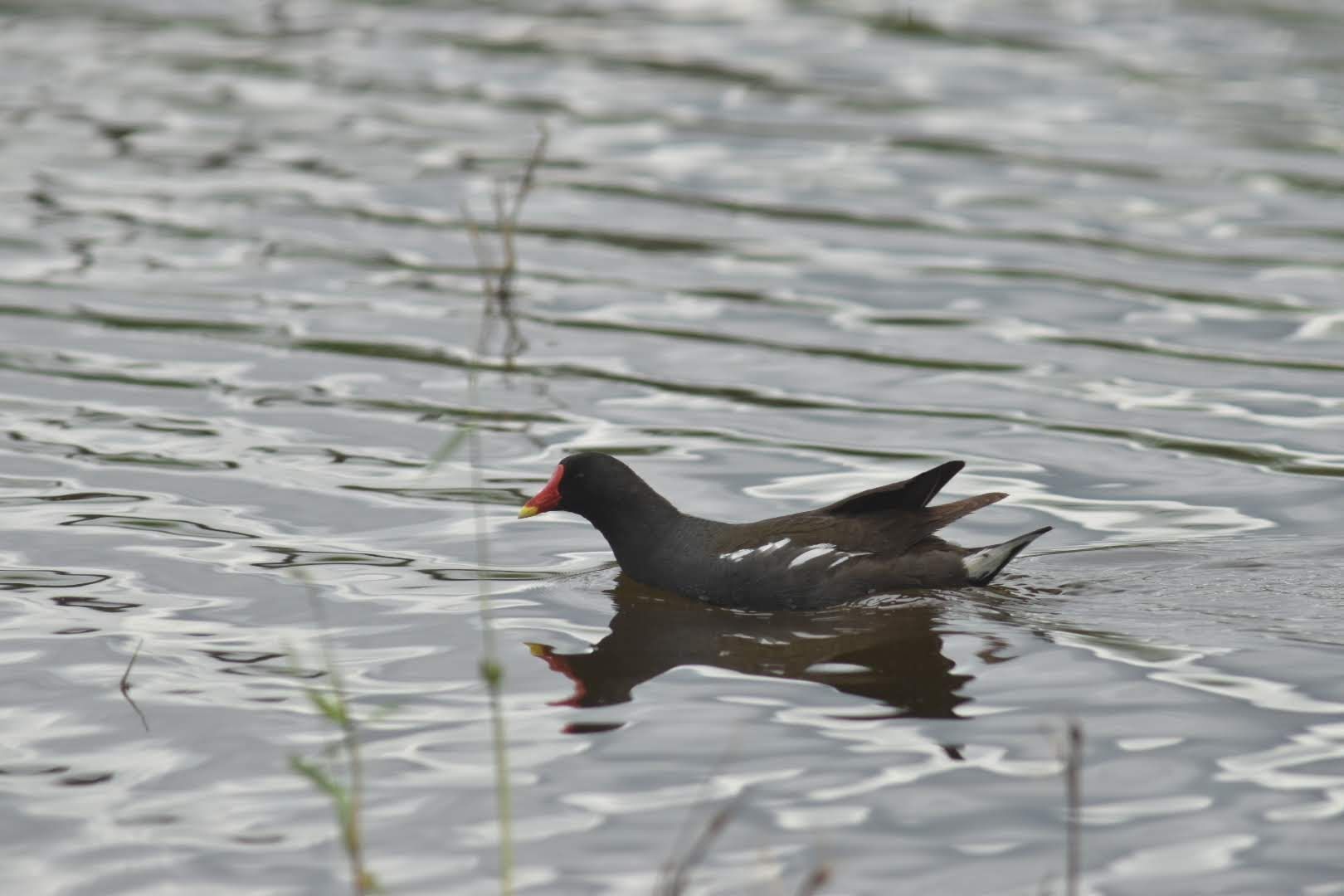 Waterkieken