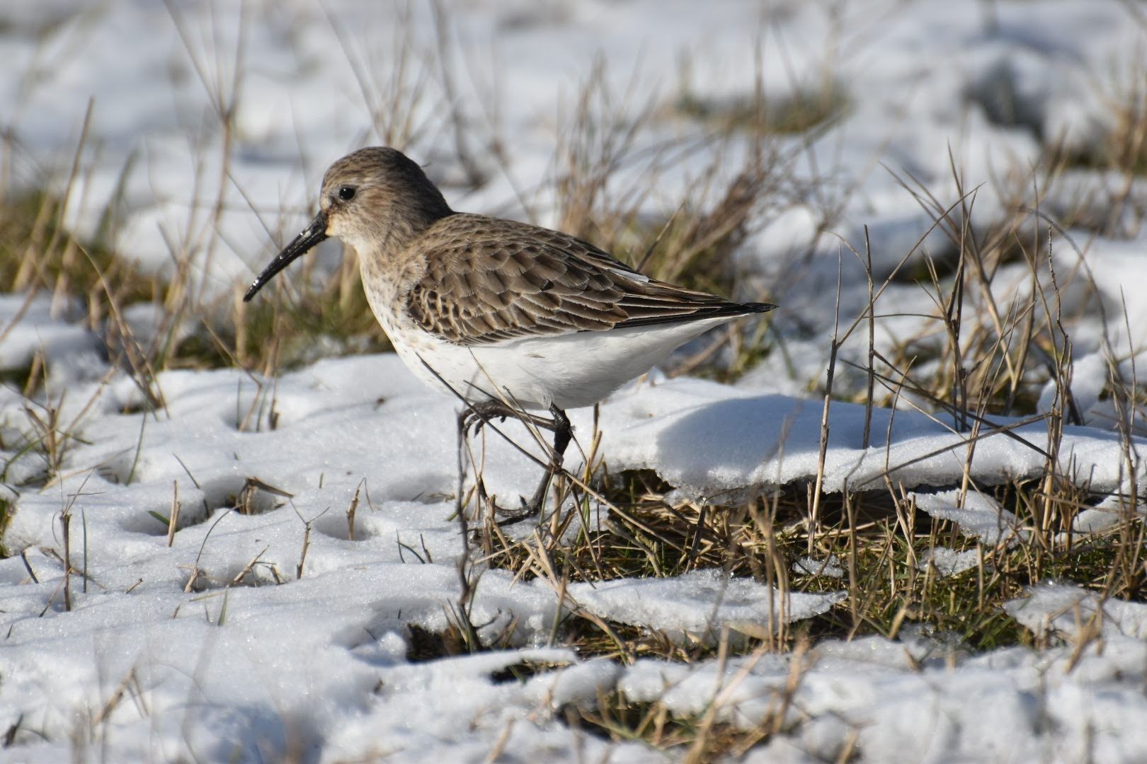 Bonte strandloper