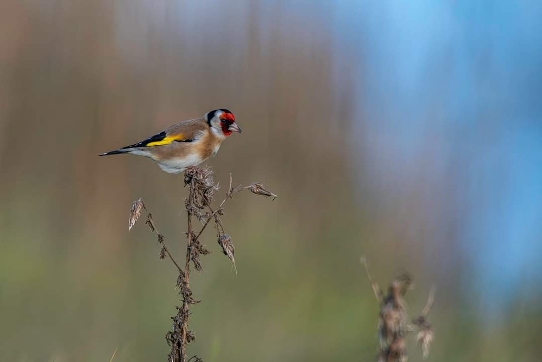 Vogel van het jaar