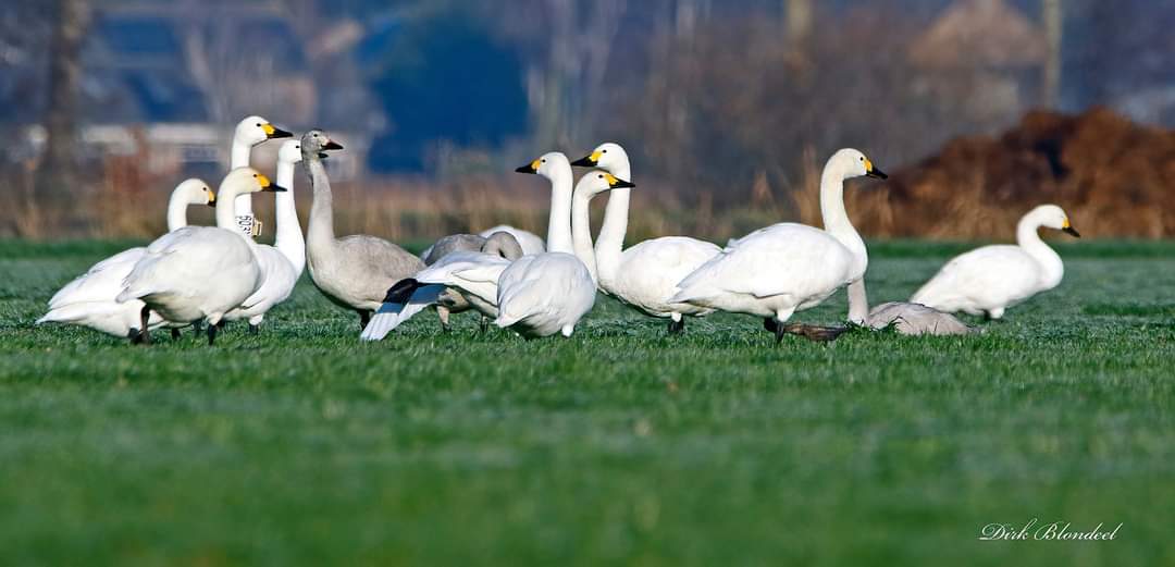 Zwanen uit het Noorden