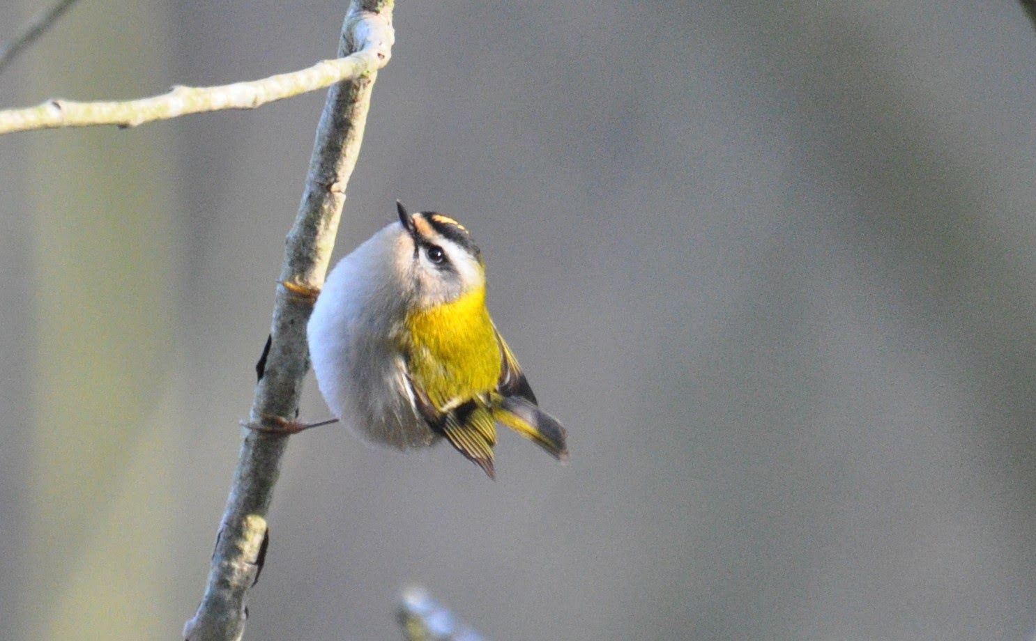 Kleinste vogeltjes