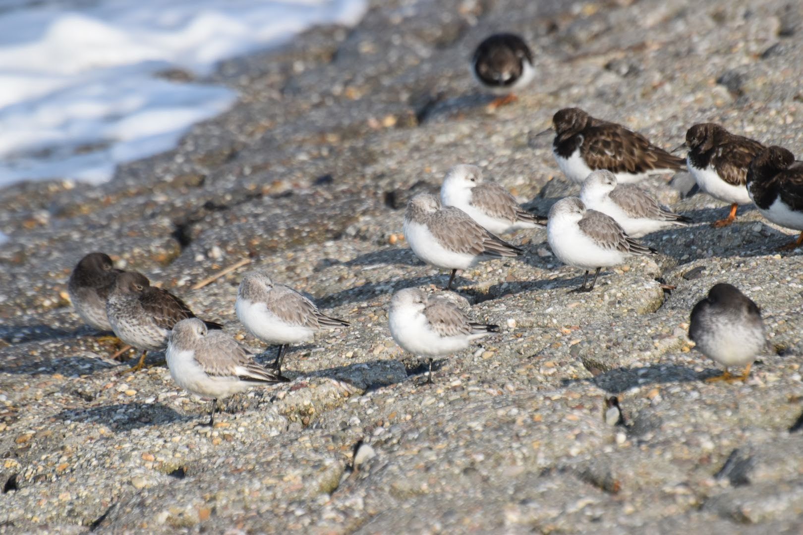 Strandlopers