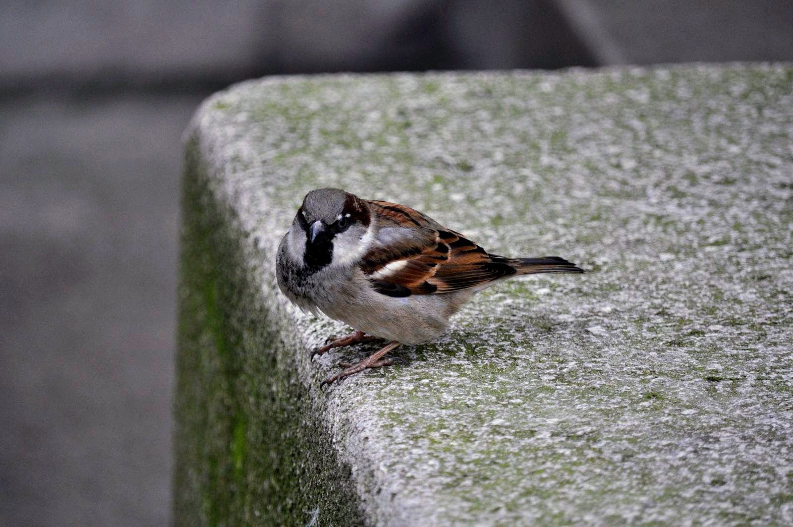 Huismus, vogel van het jaar 2024