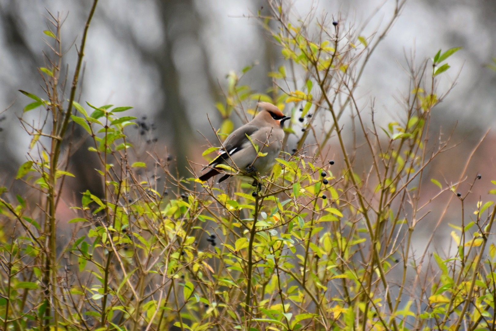 Pestvogel