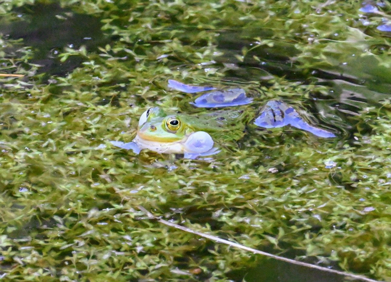 Groene kikker