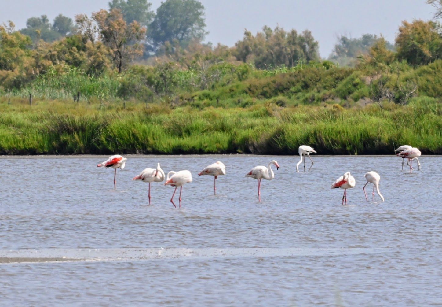 Camargue 2025