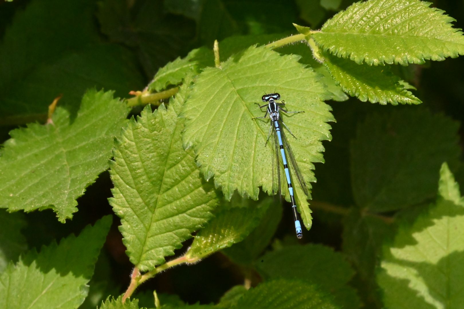 Mei '26