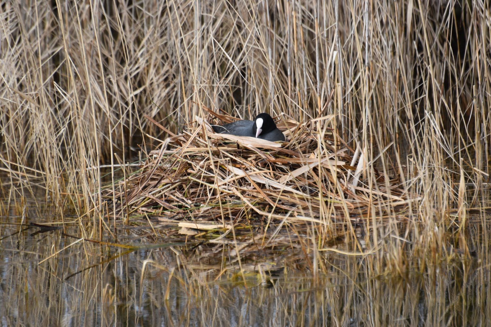 Vogels leggen eieren