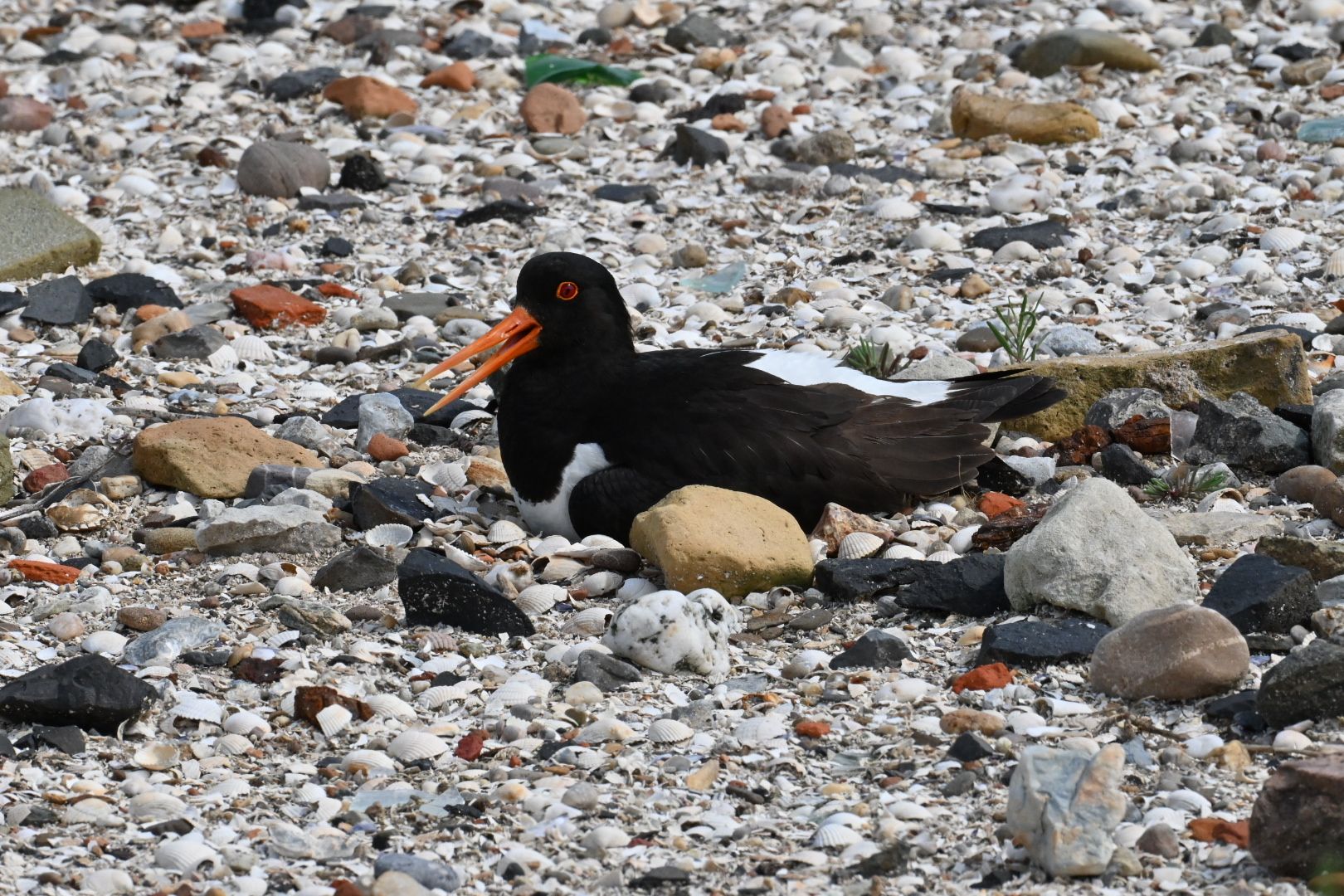 Scholekster op nest