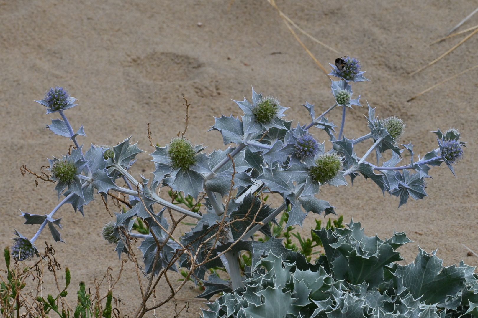 Blauwe zeedistel