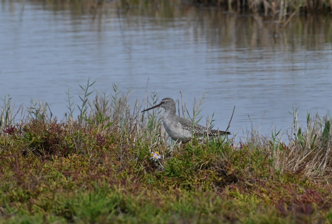 Vogeltrek