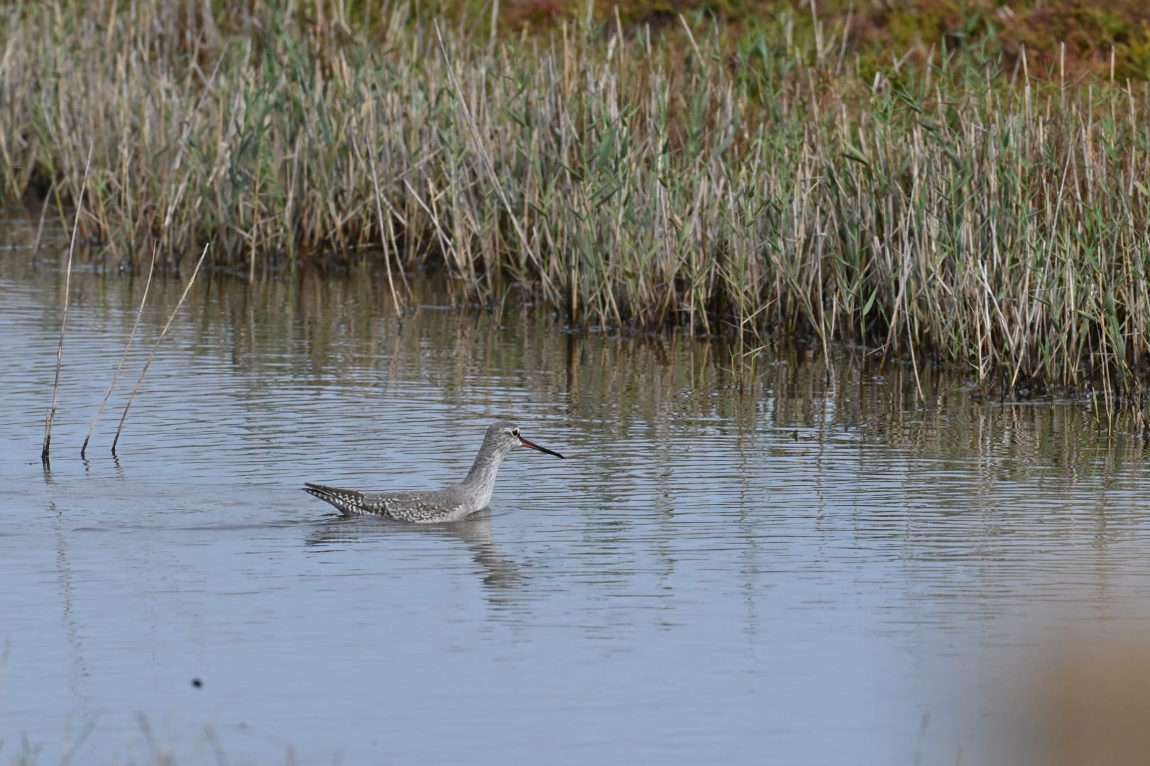 Zwarte ruiter