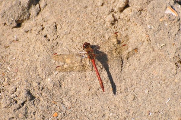 Bruinrode Heidelibel