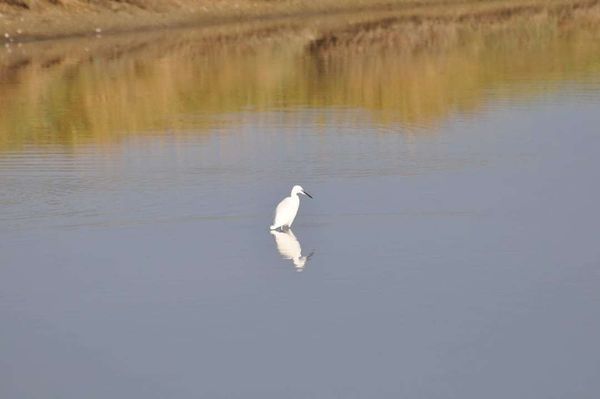 Kleine zilverreiger in het Zwin