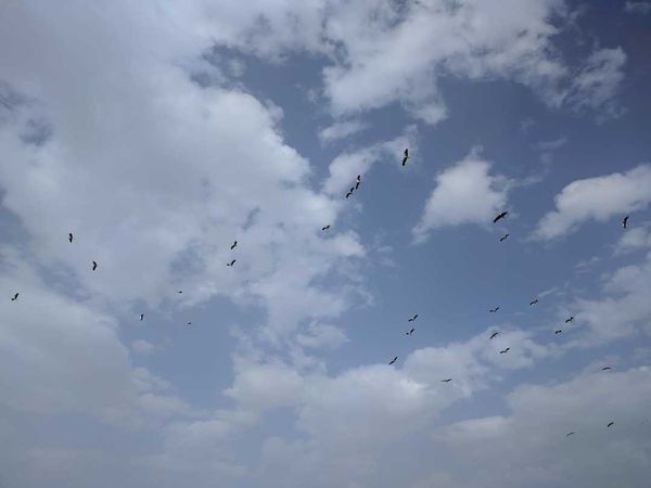 Vogels op trek