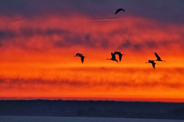 Kraanvogels en Champagne