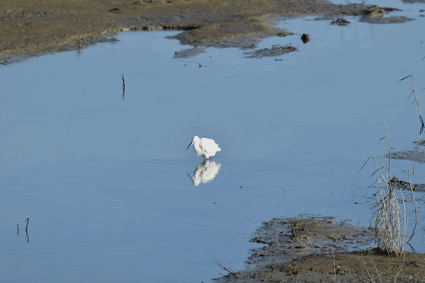 Kleine zilverreiger