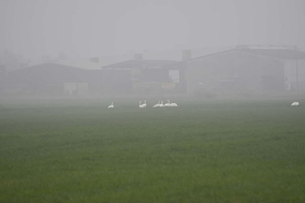 Zwanen in de polders