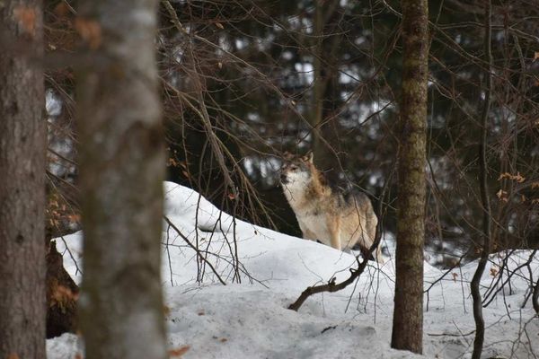 De Wolf is terug