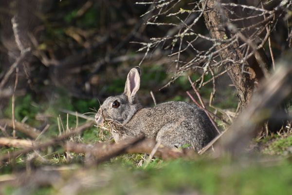 Knagers in de duinen