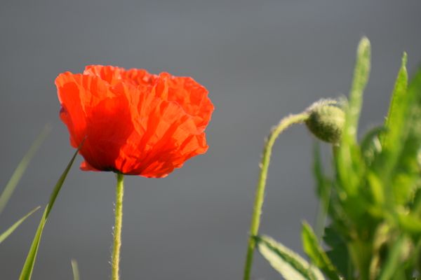 Bloemen in de berm