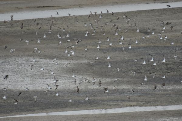 Vogels van het wad in het Zwin