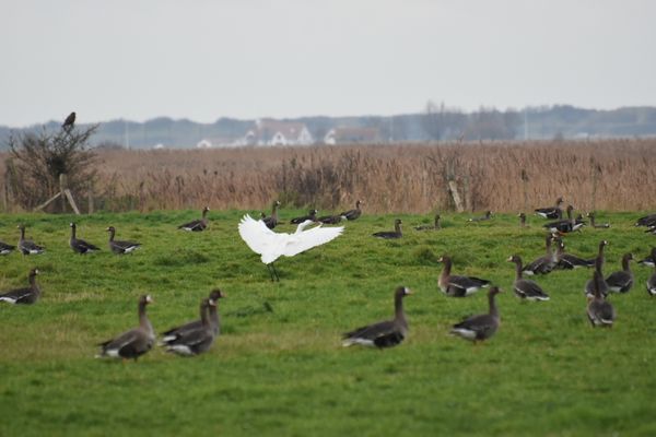 Ganzen en reigers