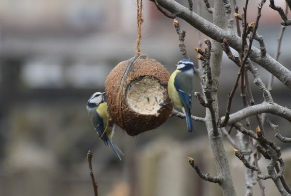Mezen in de tuin