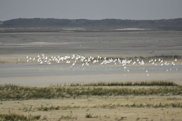 Slikke en schorre