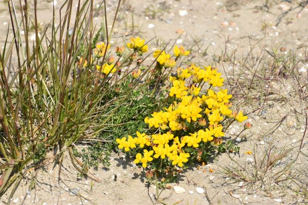 Duinen in bloei