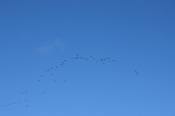 Vogeltrek