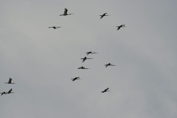 Vogeltrek