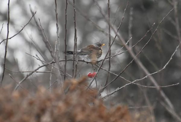 Kramsvogel