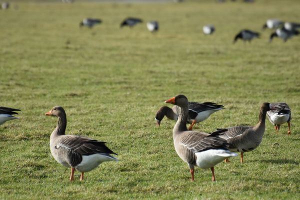 Grauwe gans