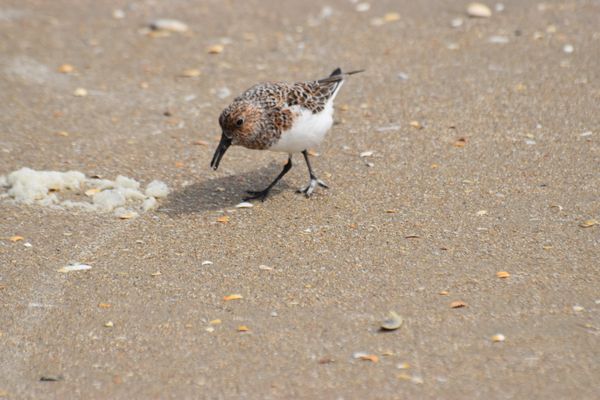 Drieteenstrandloper