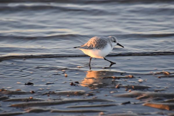 Drieteenstrandlopers op trek