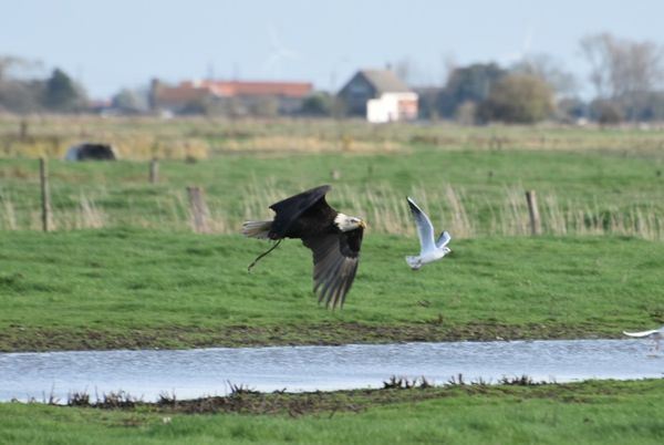 Amerikaan in de polders